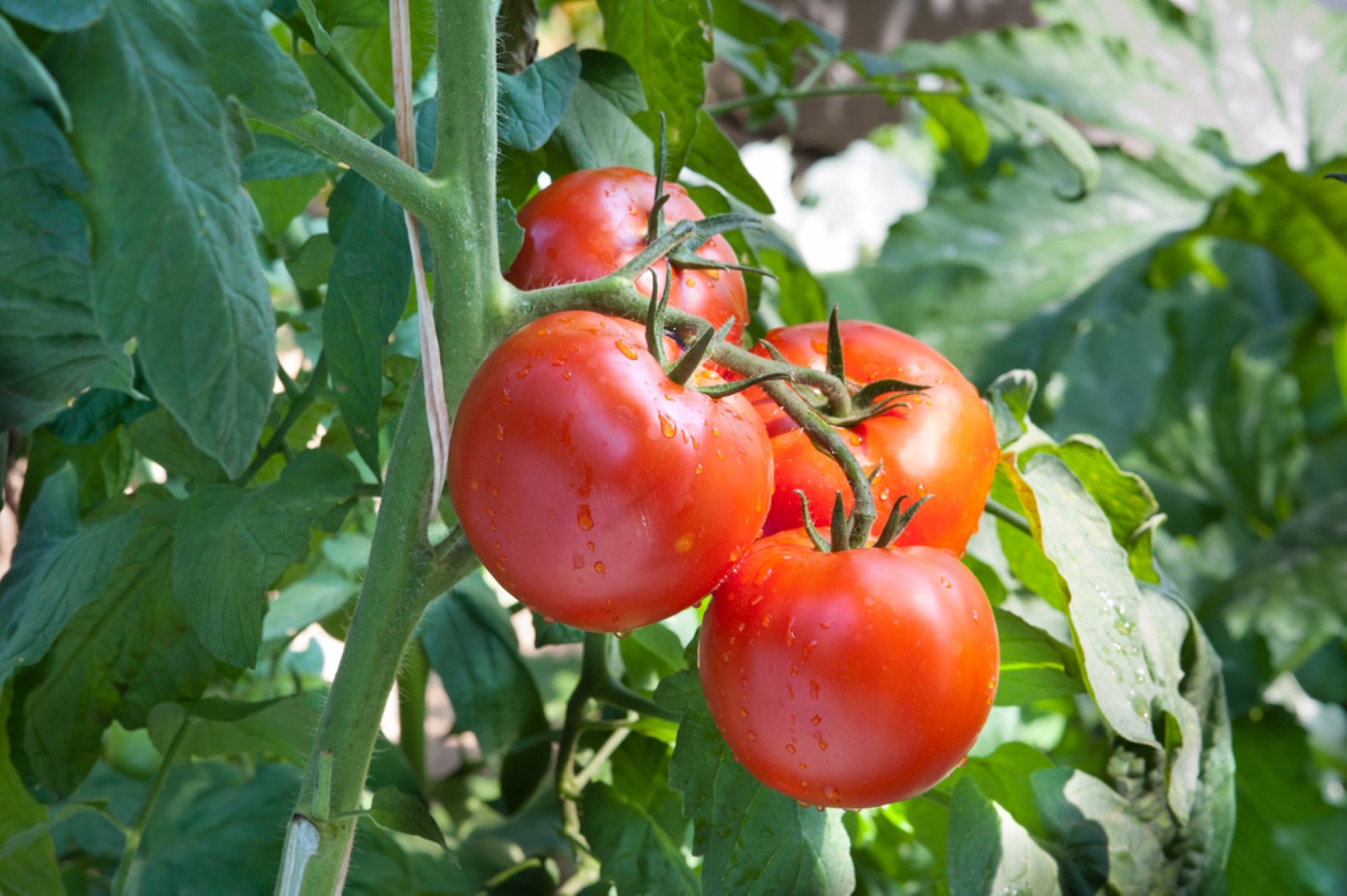 Tomaten