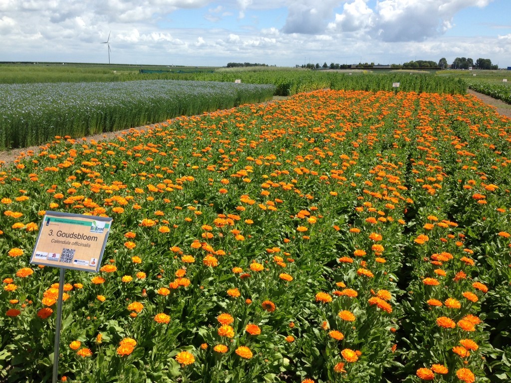 Goudsbloem calendula