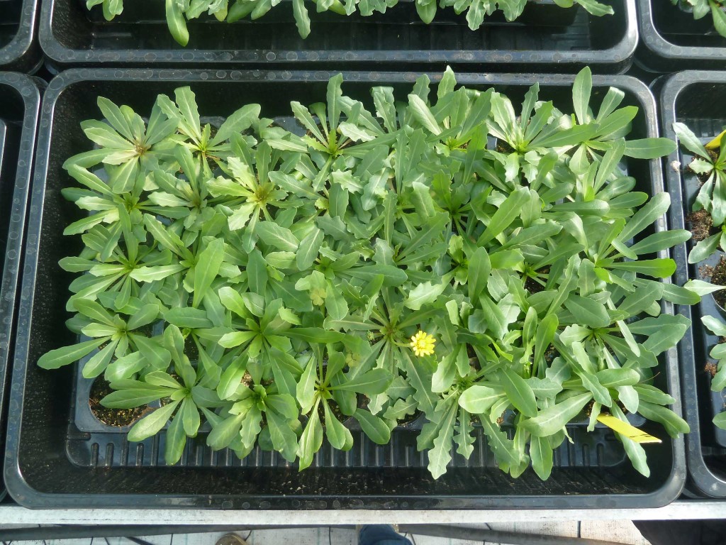 Zaaiingen van de Kazachstaanse paardenbloem