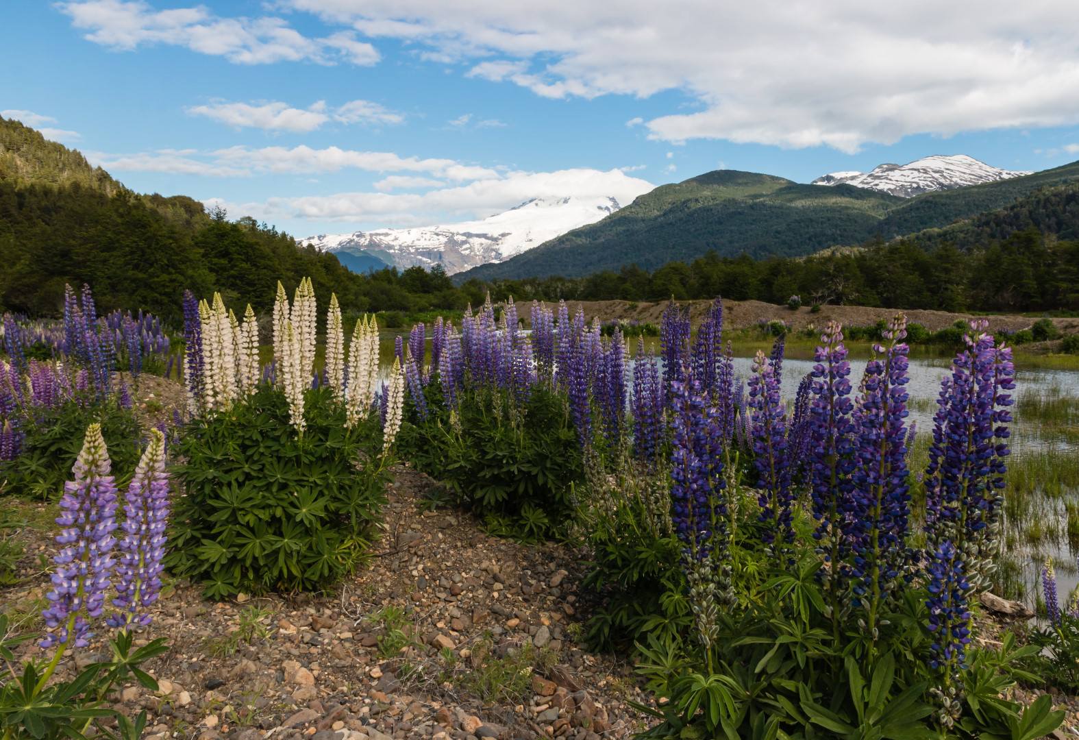 Lupine Bergen