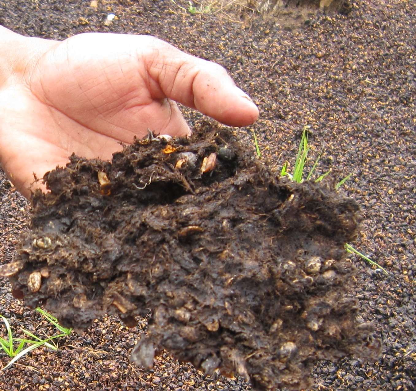 Gecomposteerde koffiepulp small