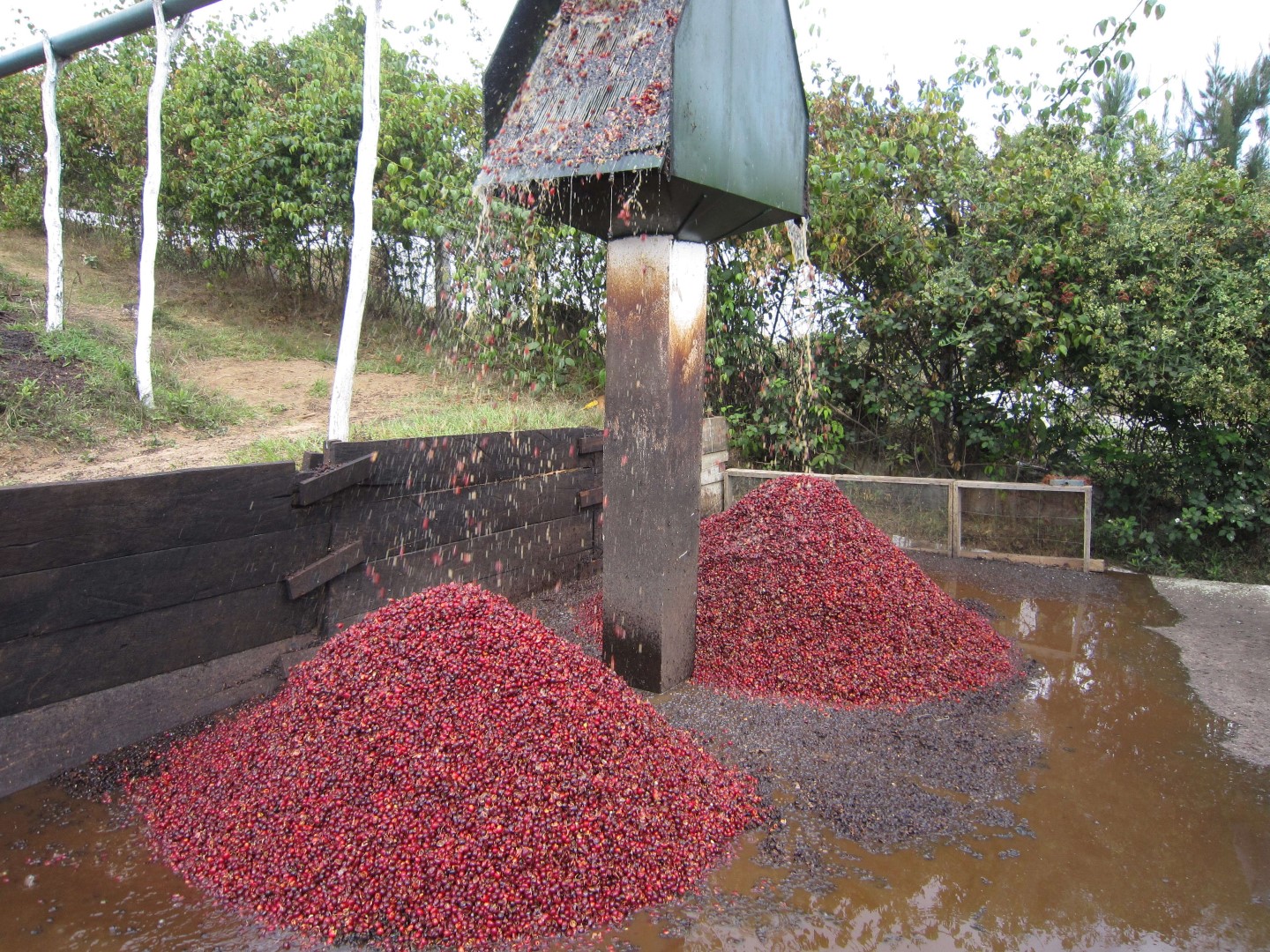 Scheiding koffiepulp van spoelwater small (Large)