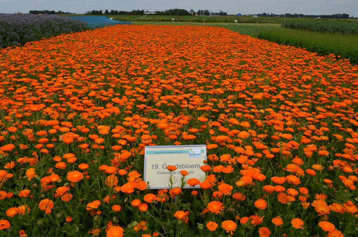 Proefboerderij De Rusthoeve veld goudsbloem