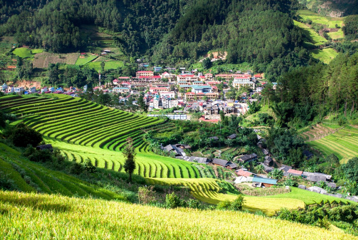 Rijstvelden in Vietnam