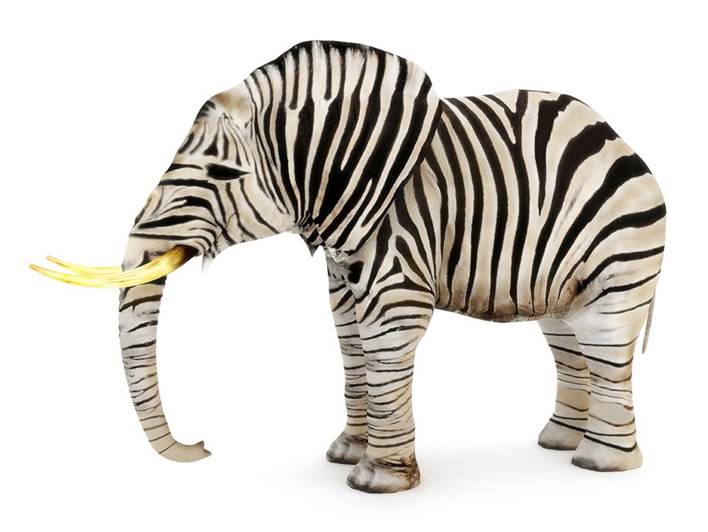 Elephant with zebra stripes on a white background.