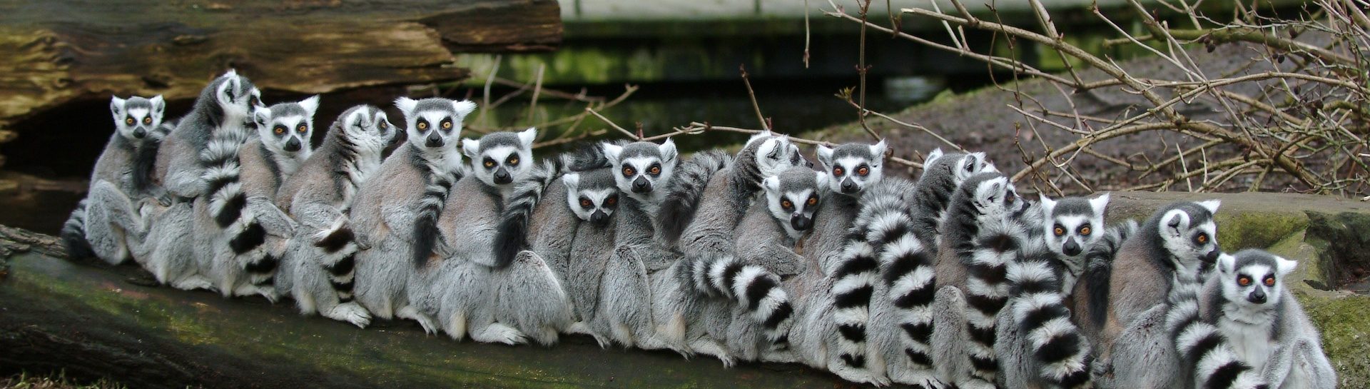 Maki's wildlands adventure zoo