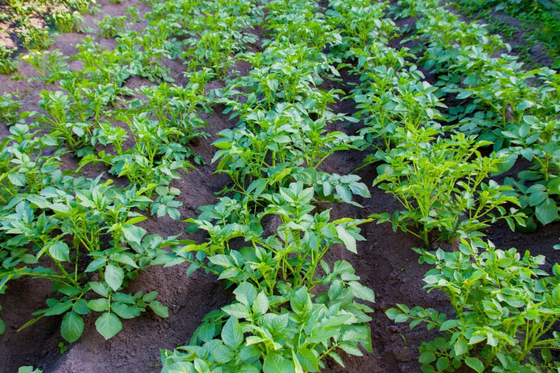 aardappelplanten small