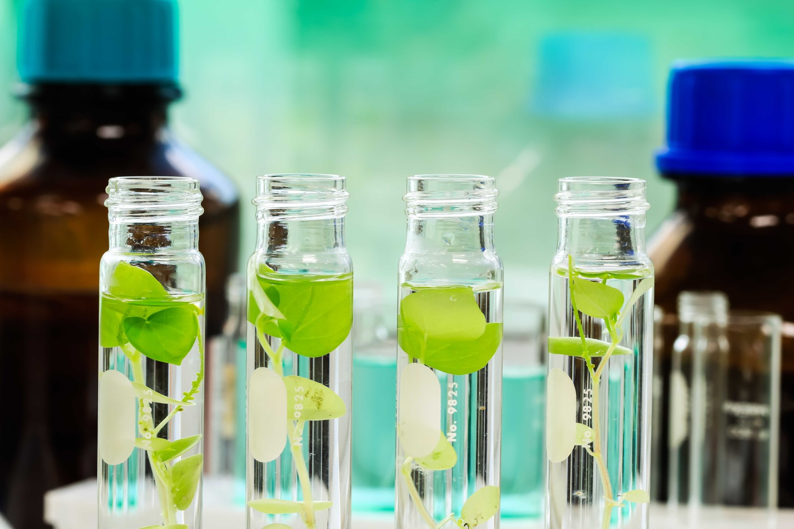 groene chemie planten in flessen small