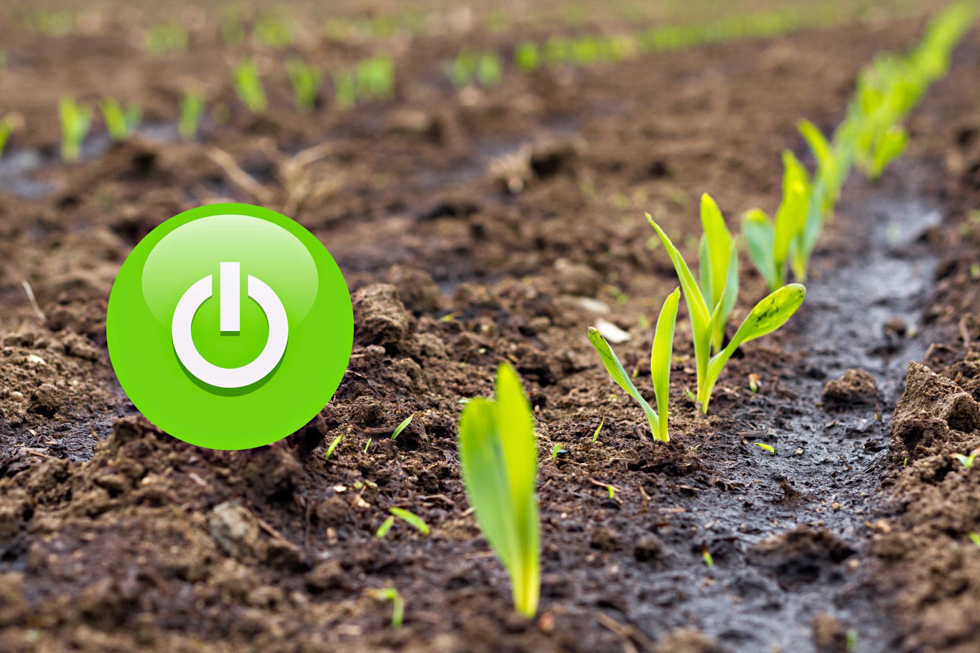 groene energieknop planten op veld small