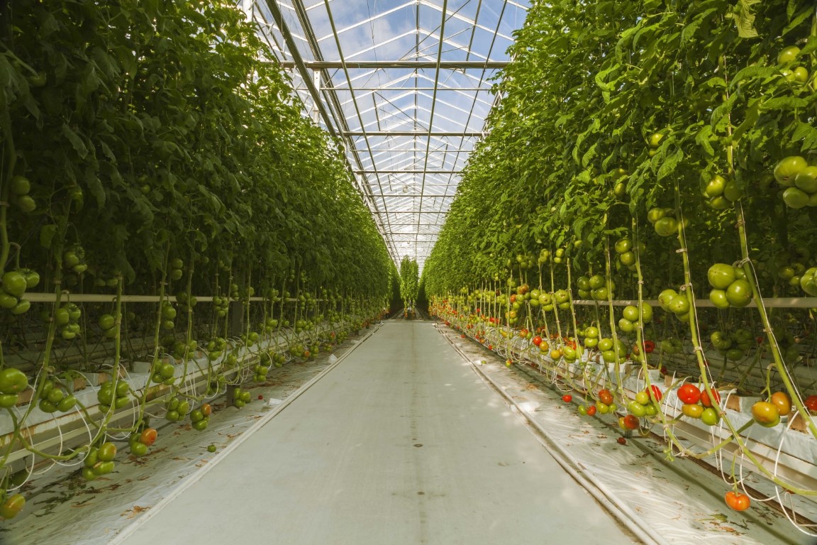 kas met tomaten small