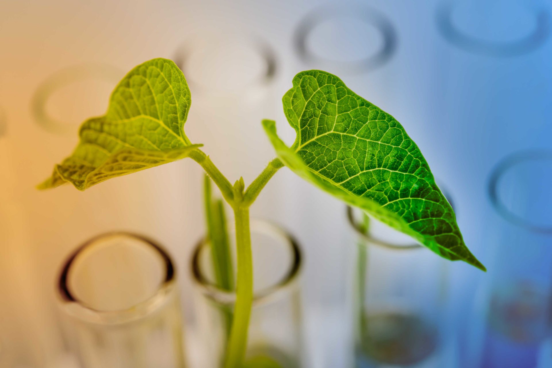 Plantje in reageerbuis