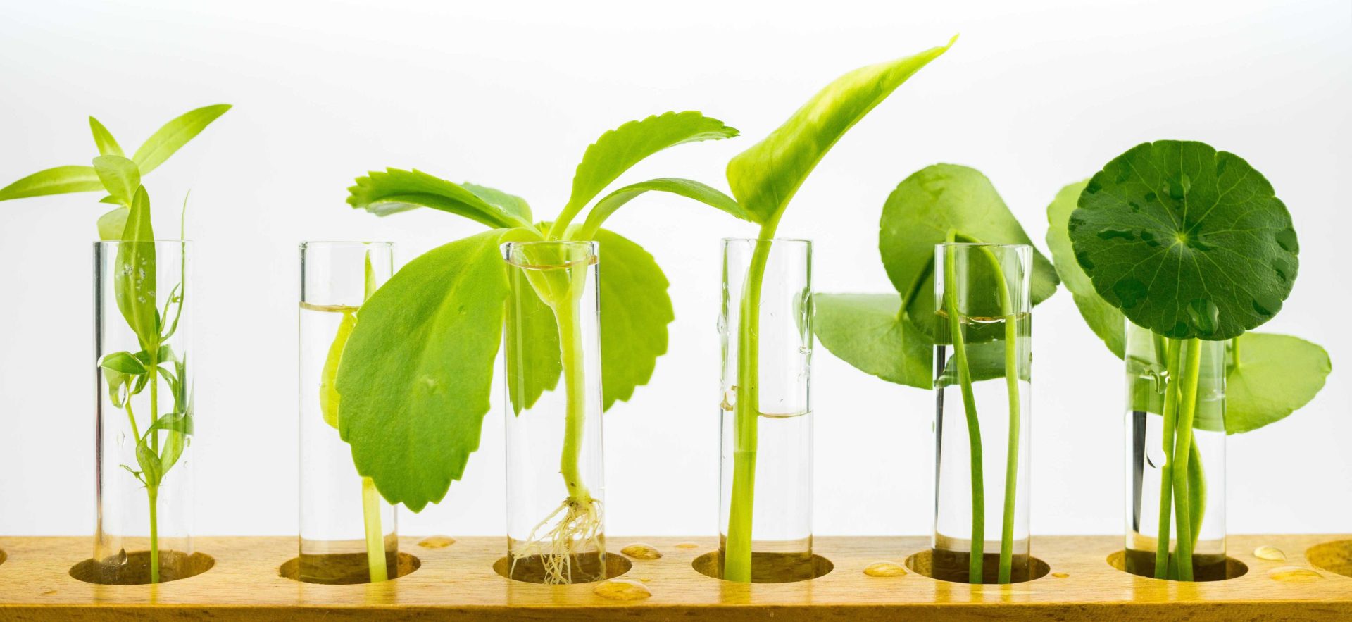 plantjes in reageerbuizensmall