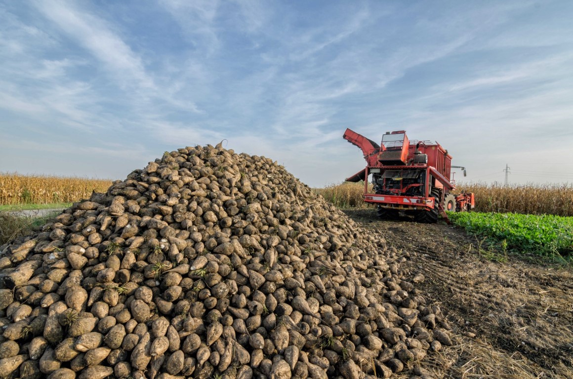 suikerbieten oogst small
