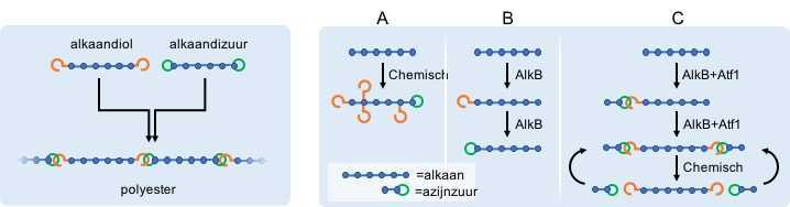 Aangepaste bacterie WUR