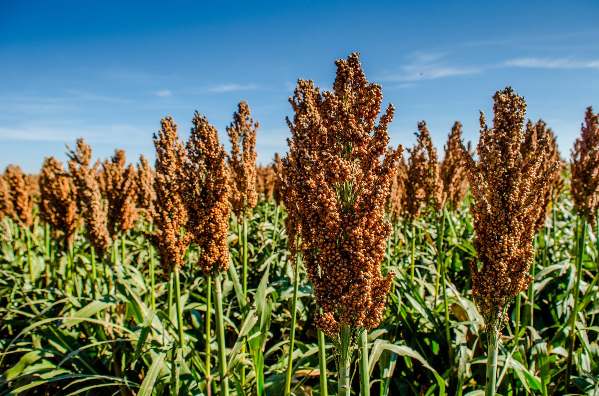 Sorghum planten