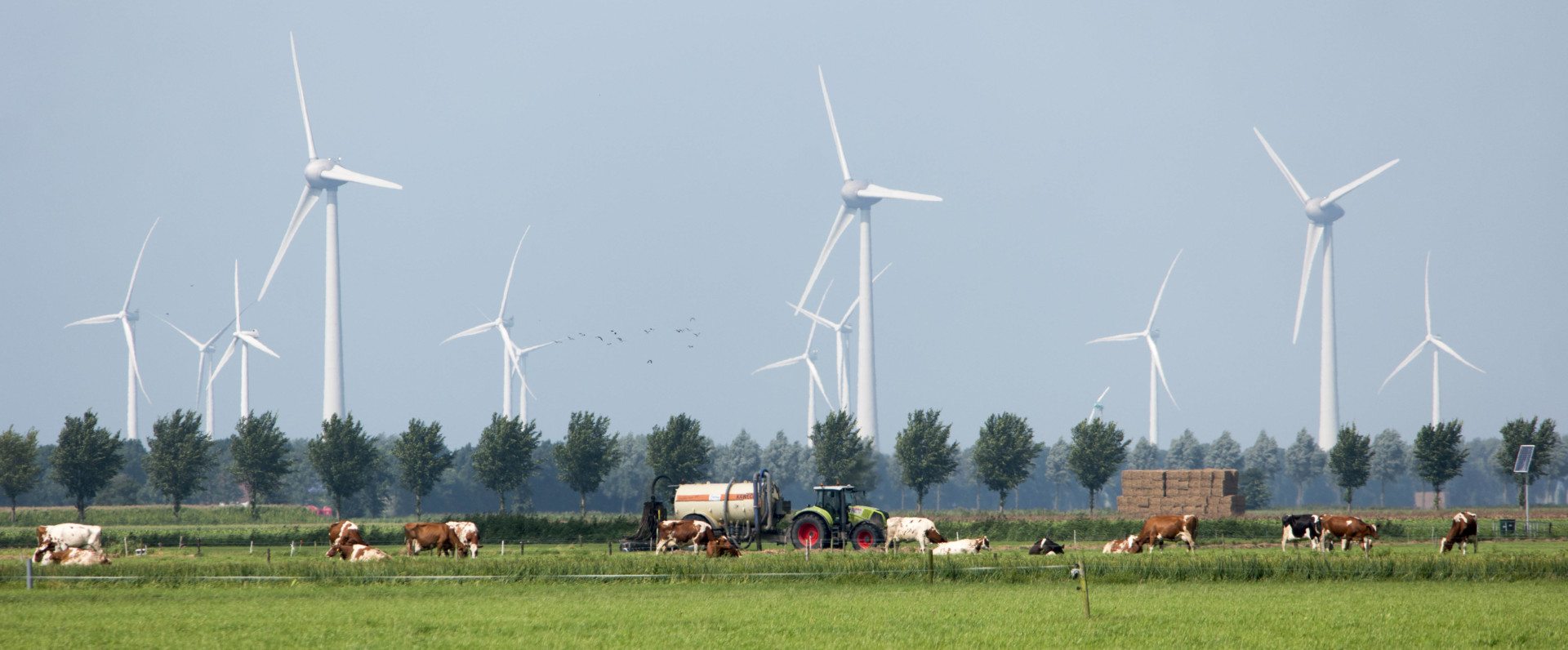 Koeien en windmolens