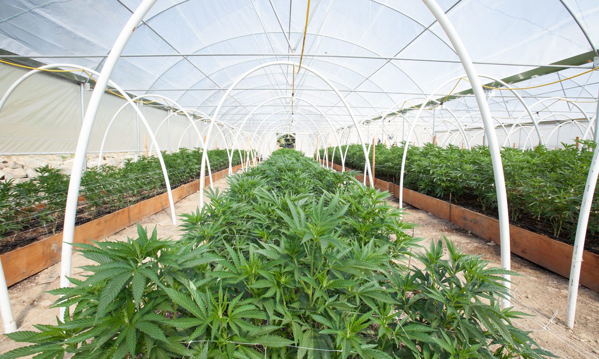 Kas met hennepplanten