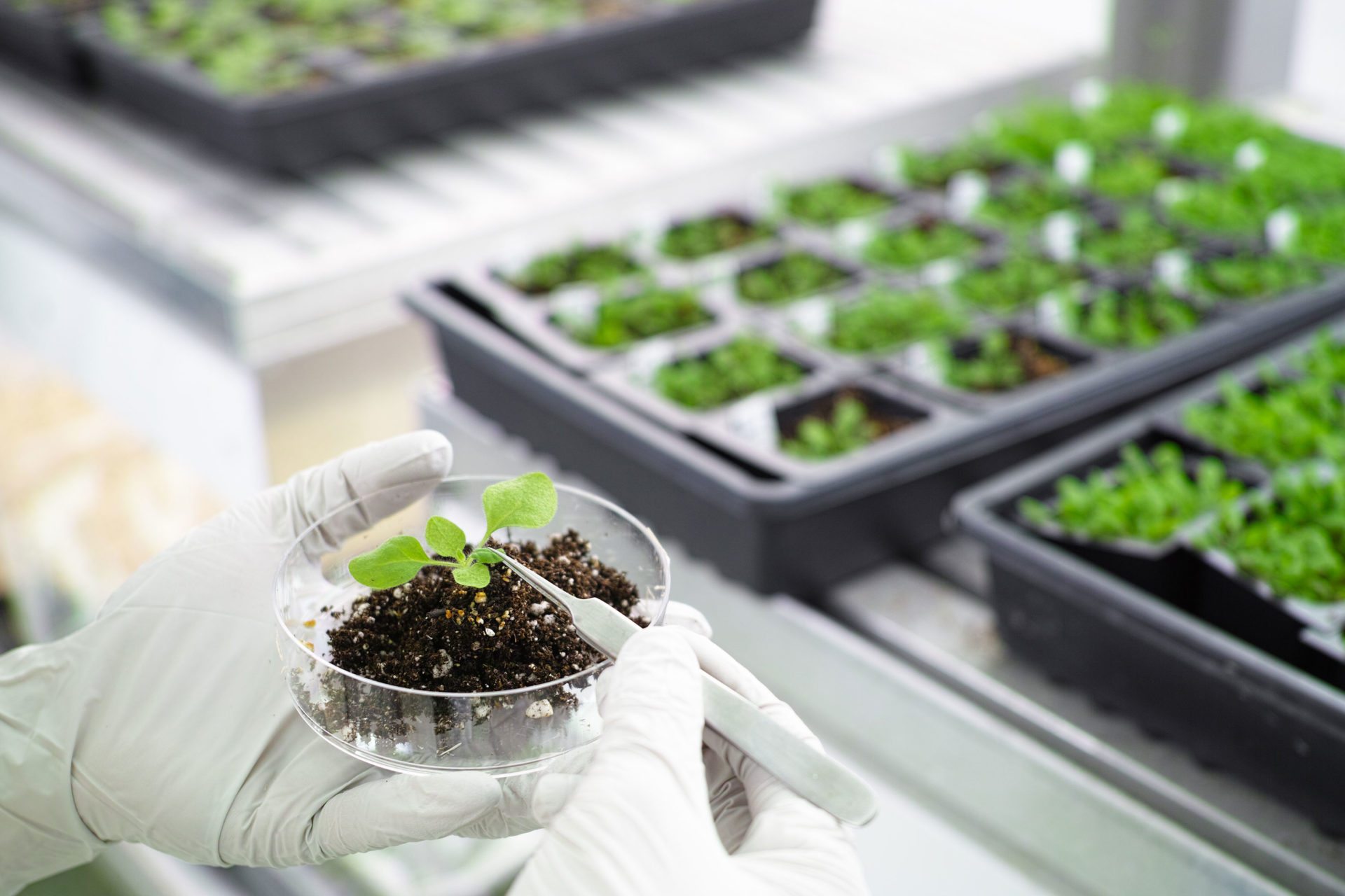 Plantjes in laboratorium