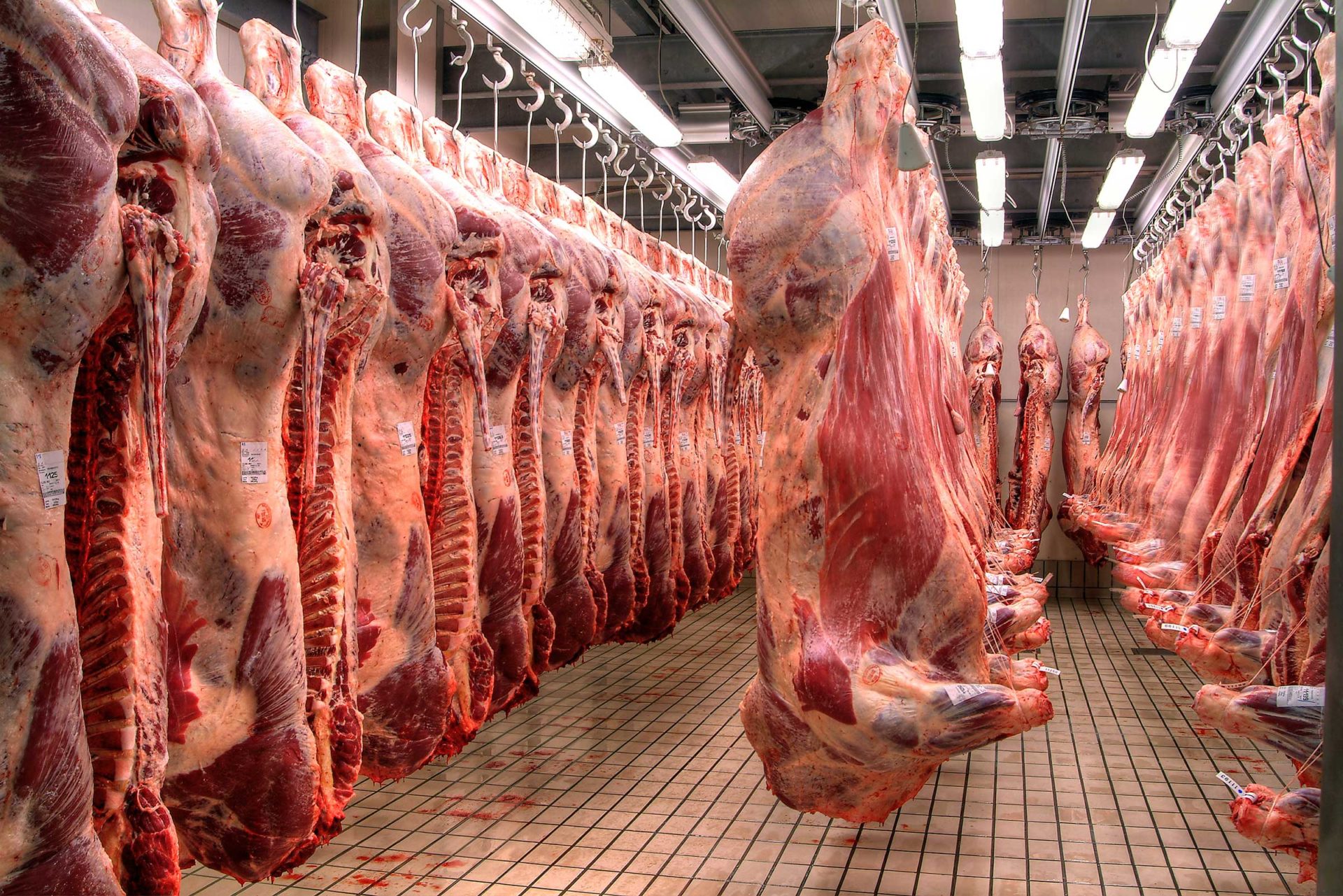 Koeien hangend in slachthuis