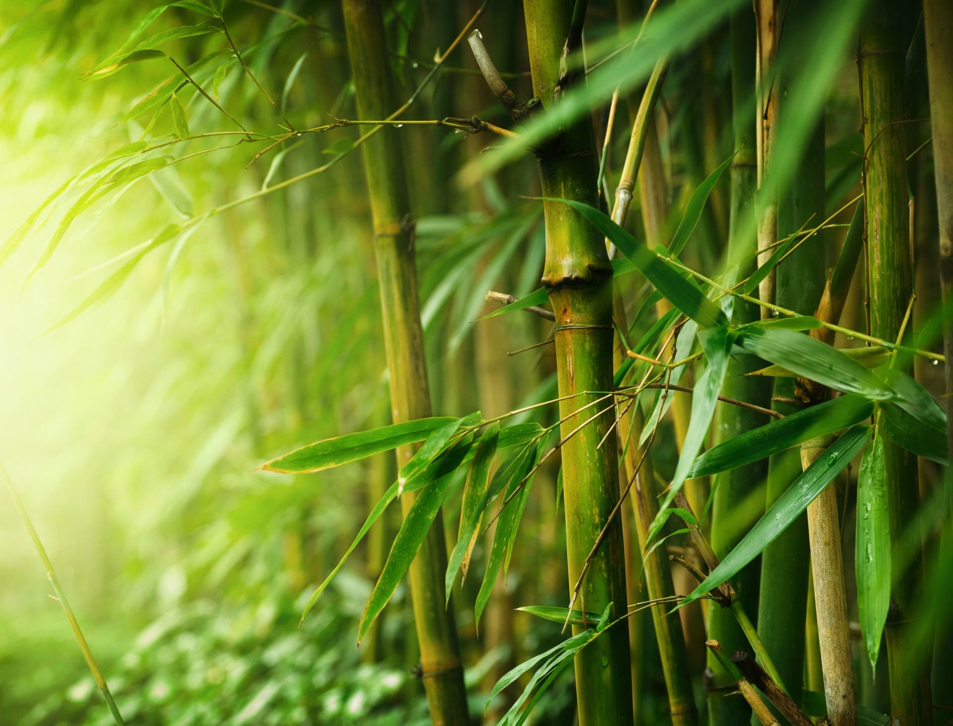Bamboe stengels en bladeren