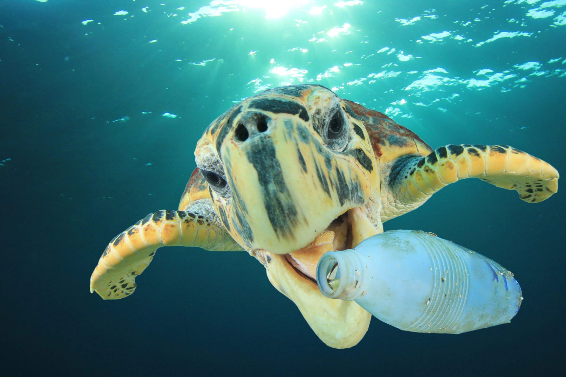 Zeeschildpad eet plastic fles
