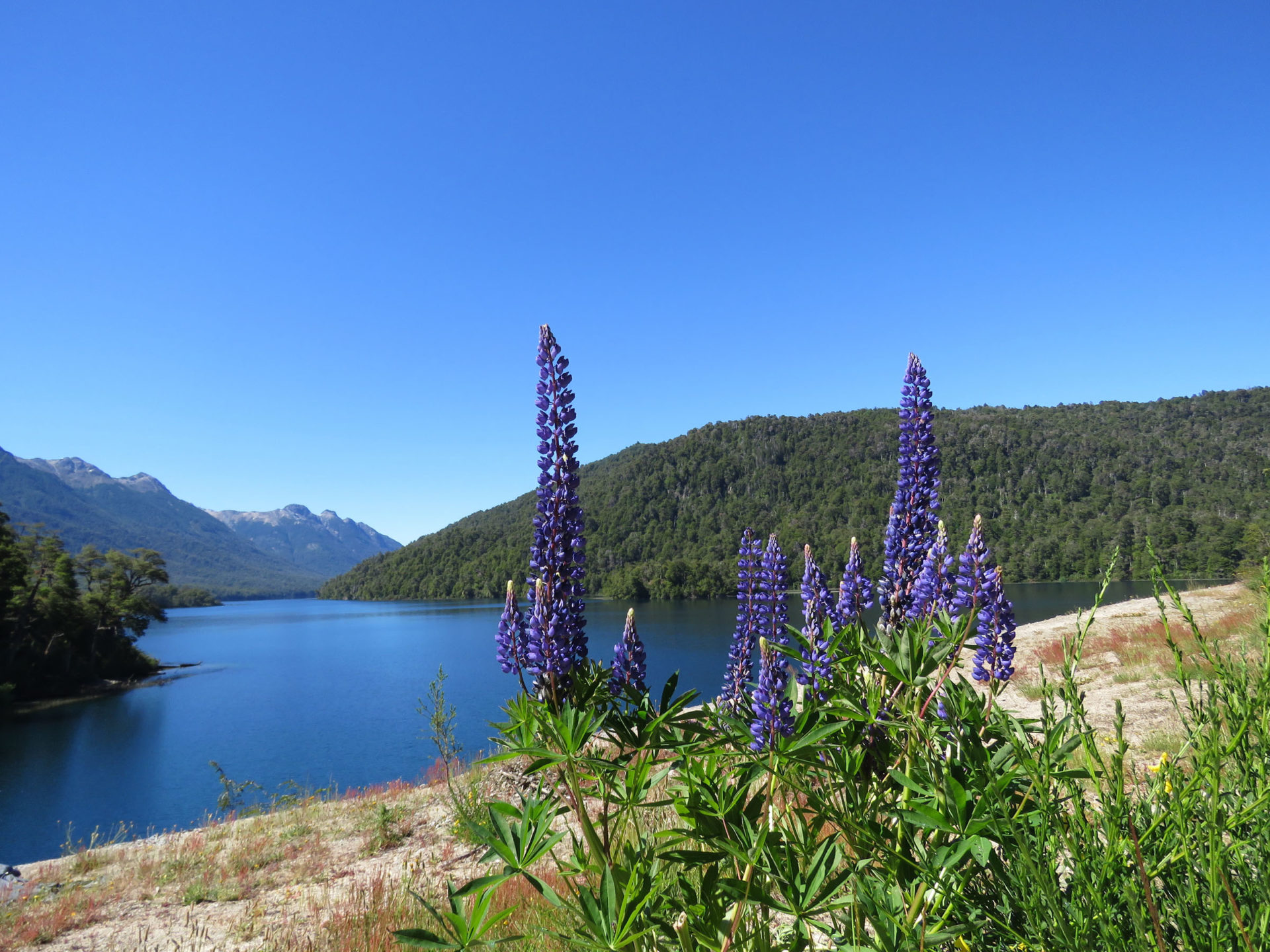 Andes Lupine