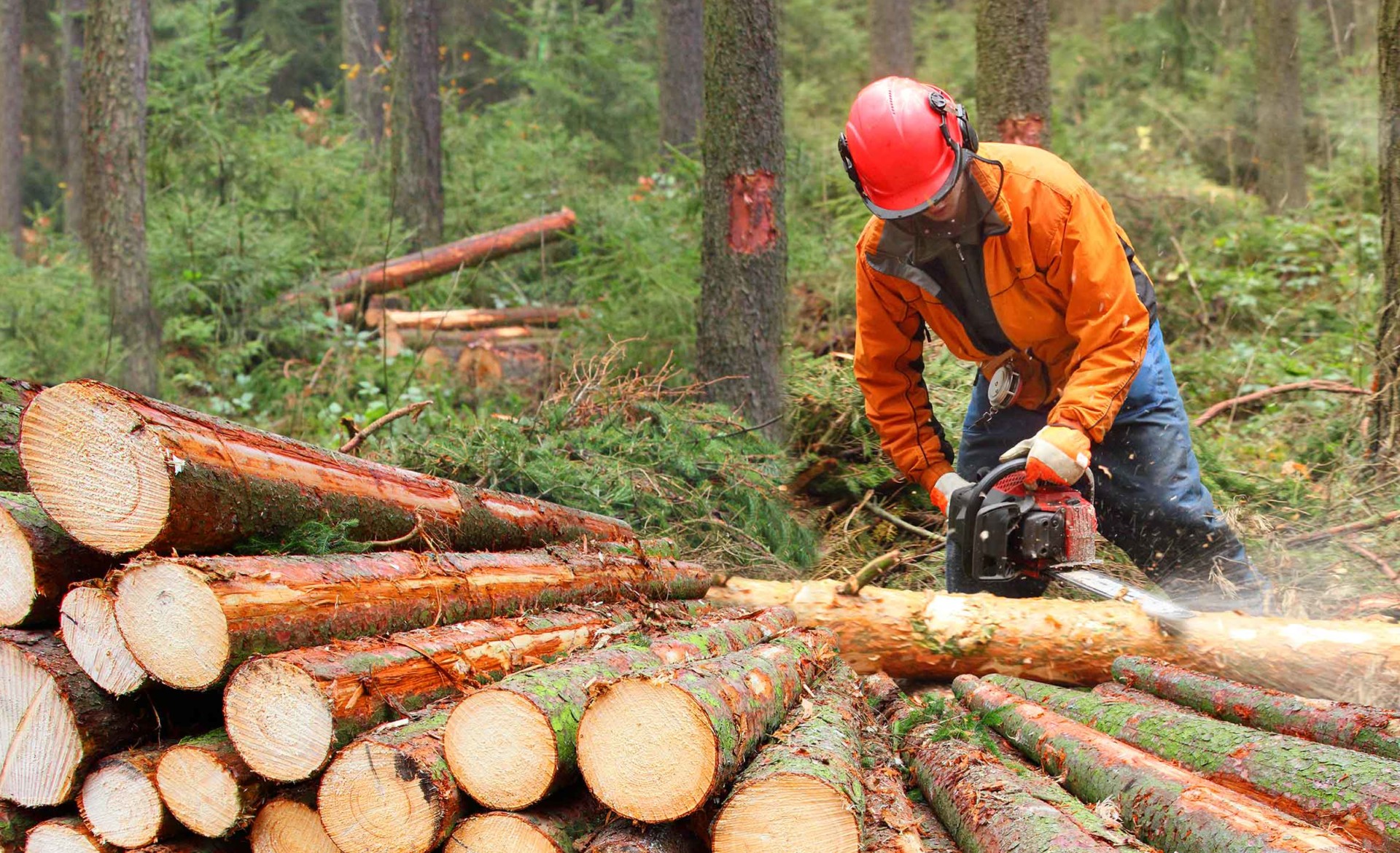 Houthakker met kettingzaag, bosbouw