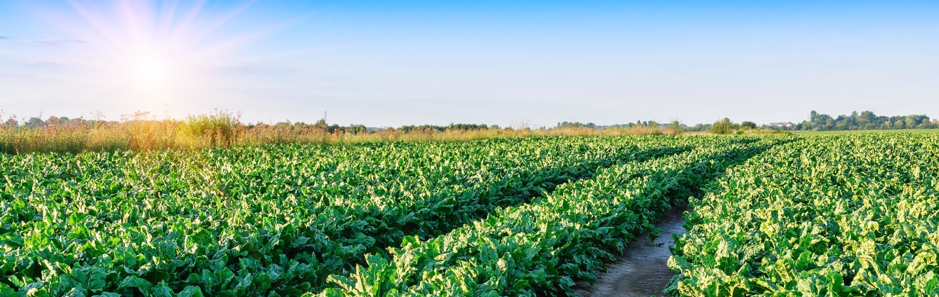 Veld vol suikerbieten