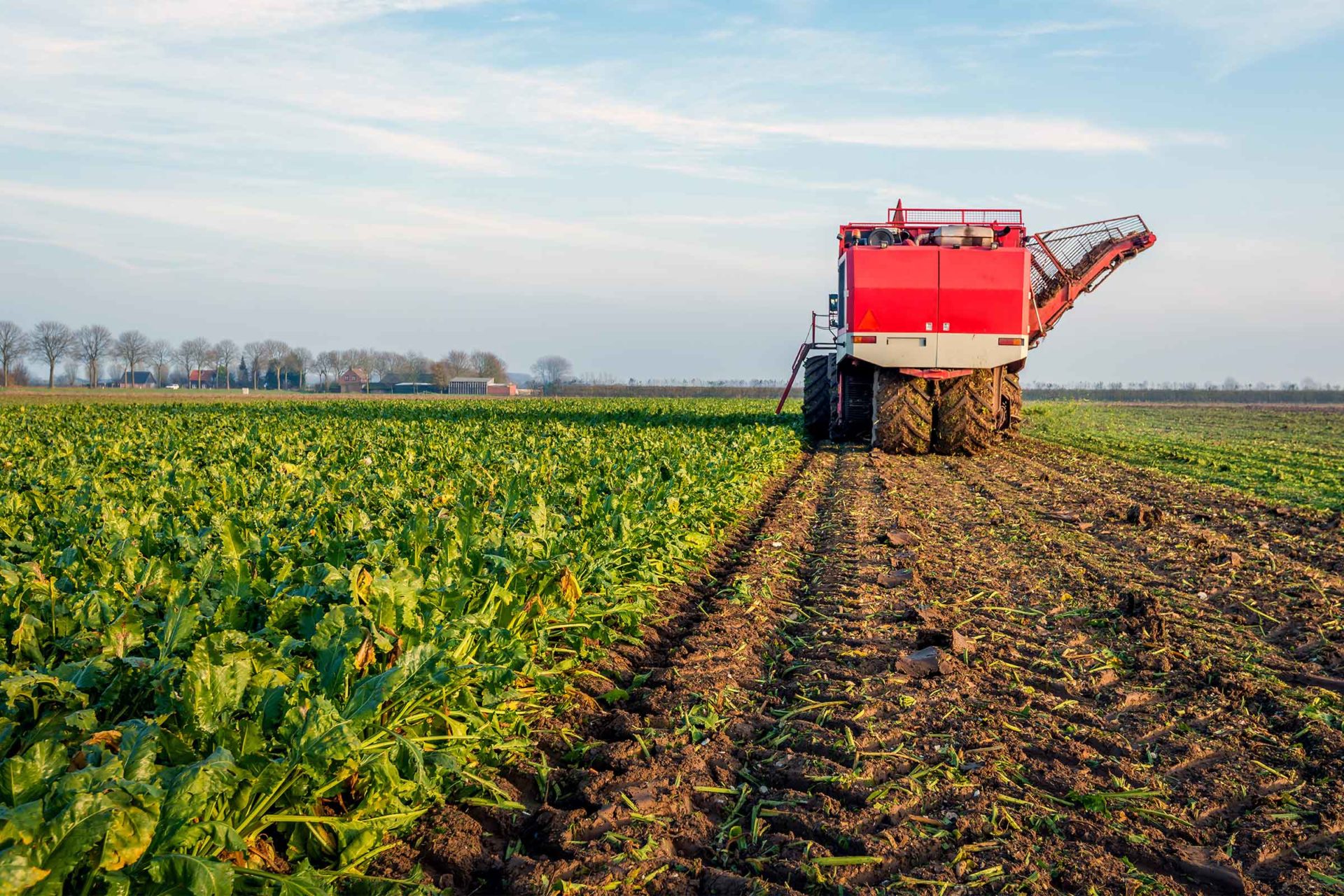 Combine op een veld met suikerbieten