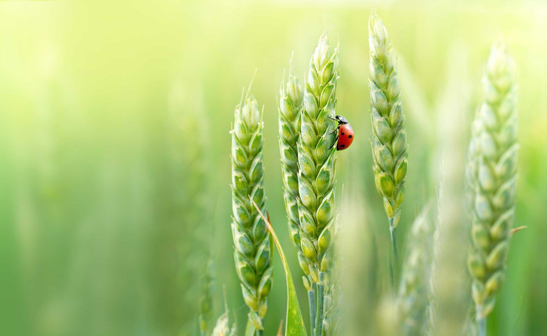 Lieveheersbeestje op graan