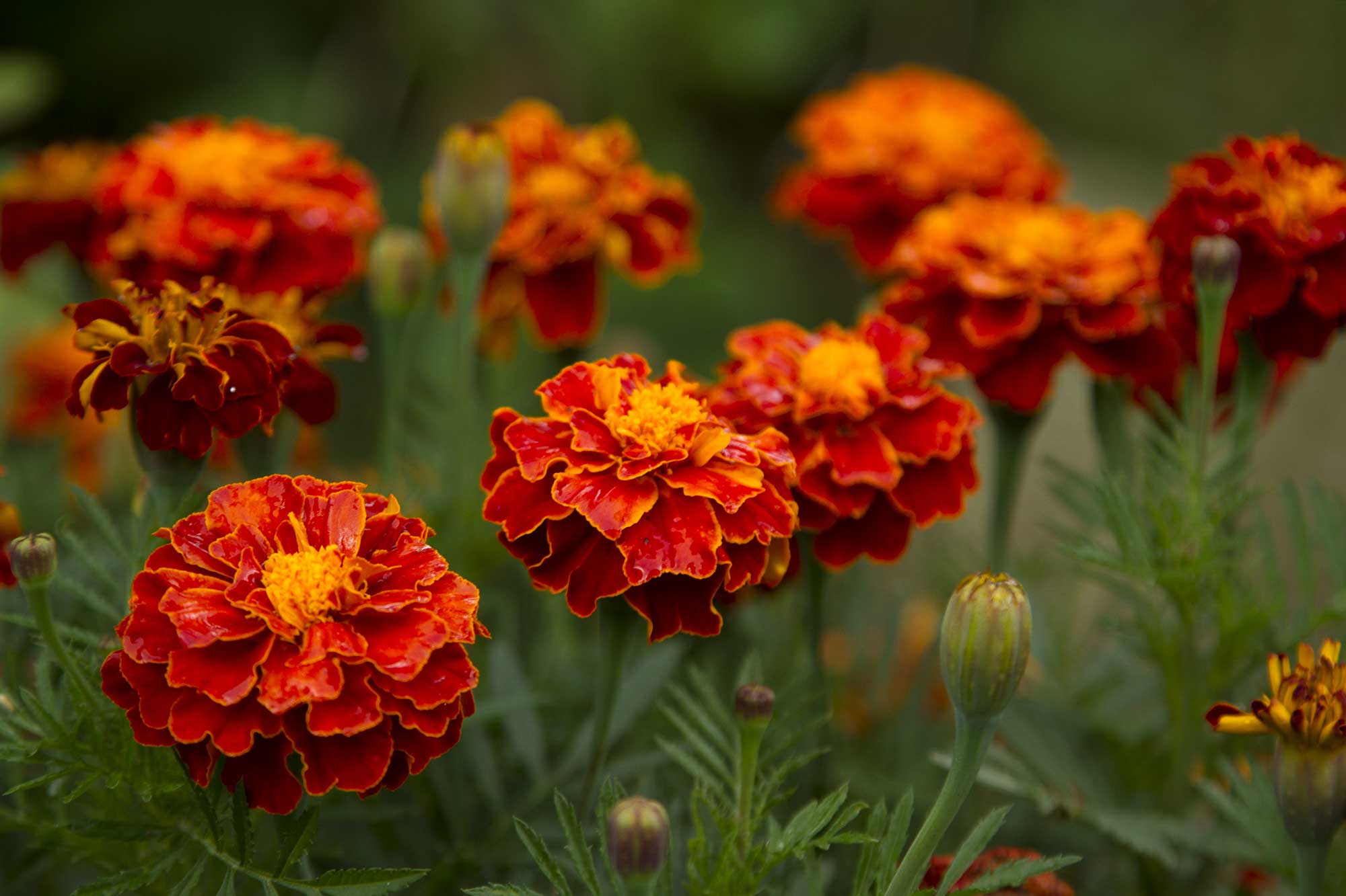 Tagetes