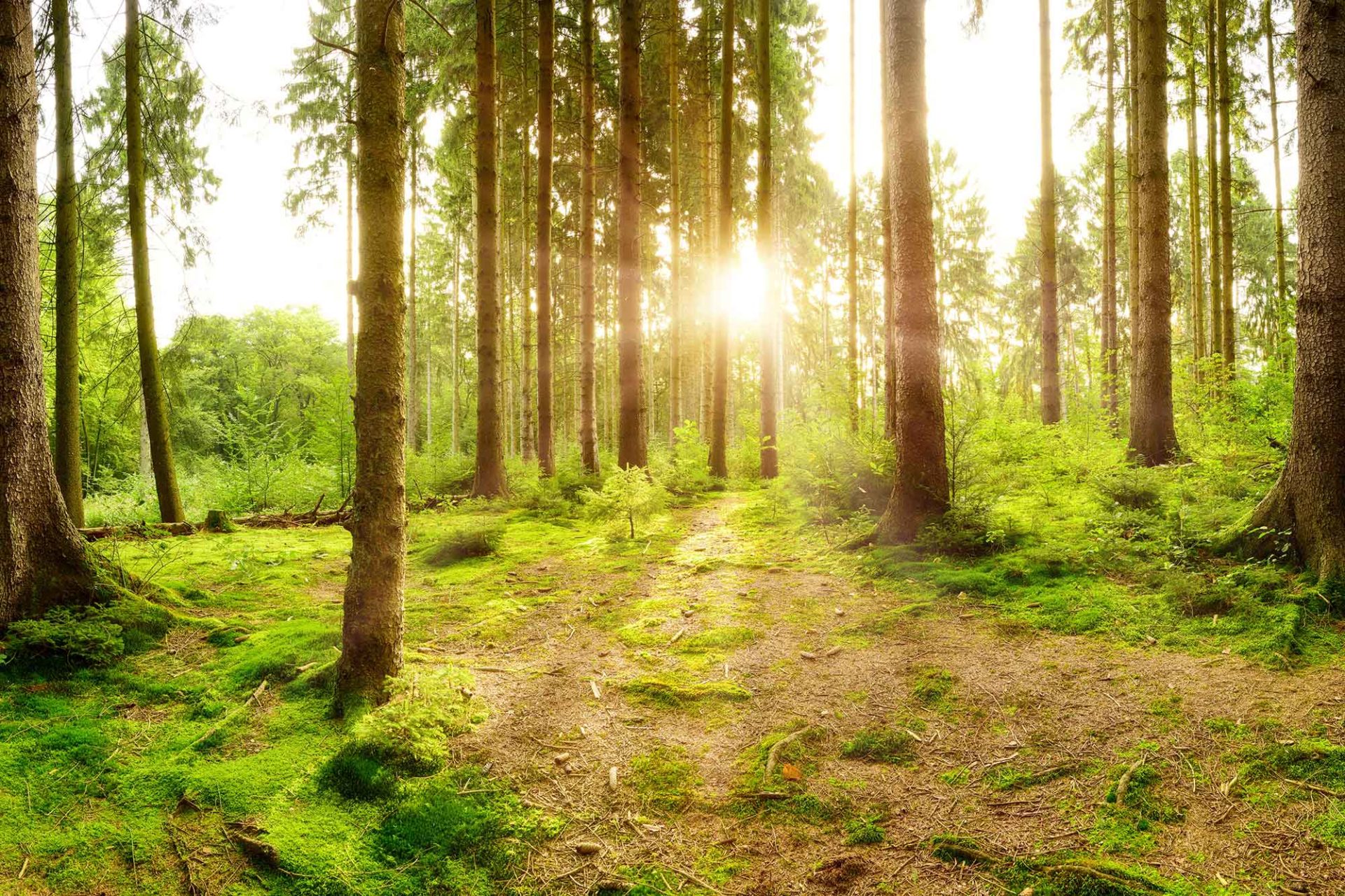 Zon schijnt door de bomen