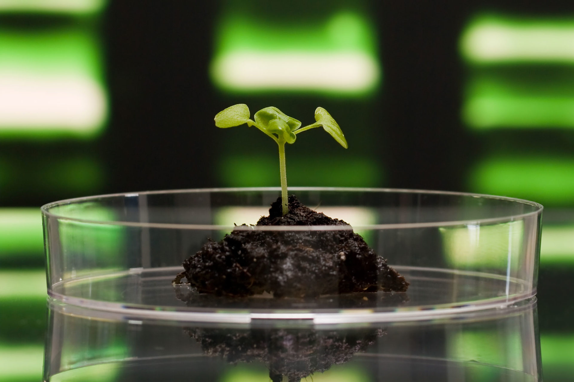 Plantje in petrischaaltje met DNA op de achtergrond