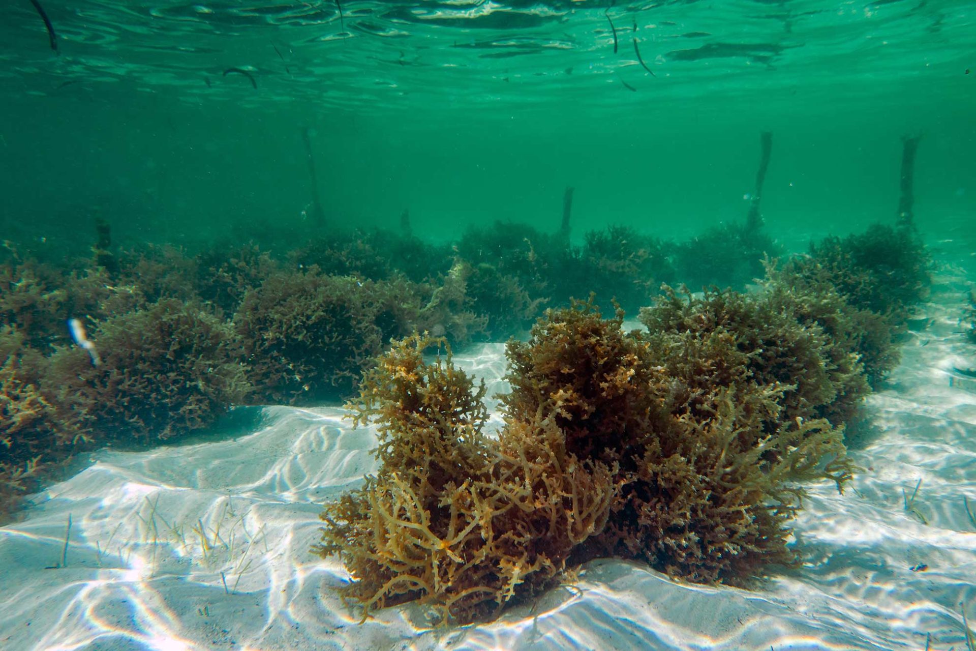 Zeewierplantage in Tanzania