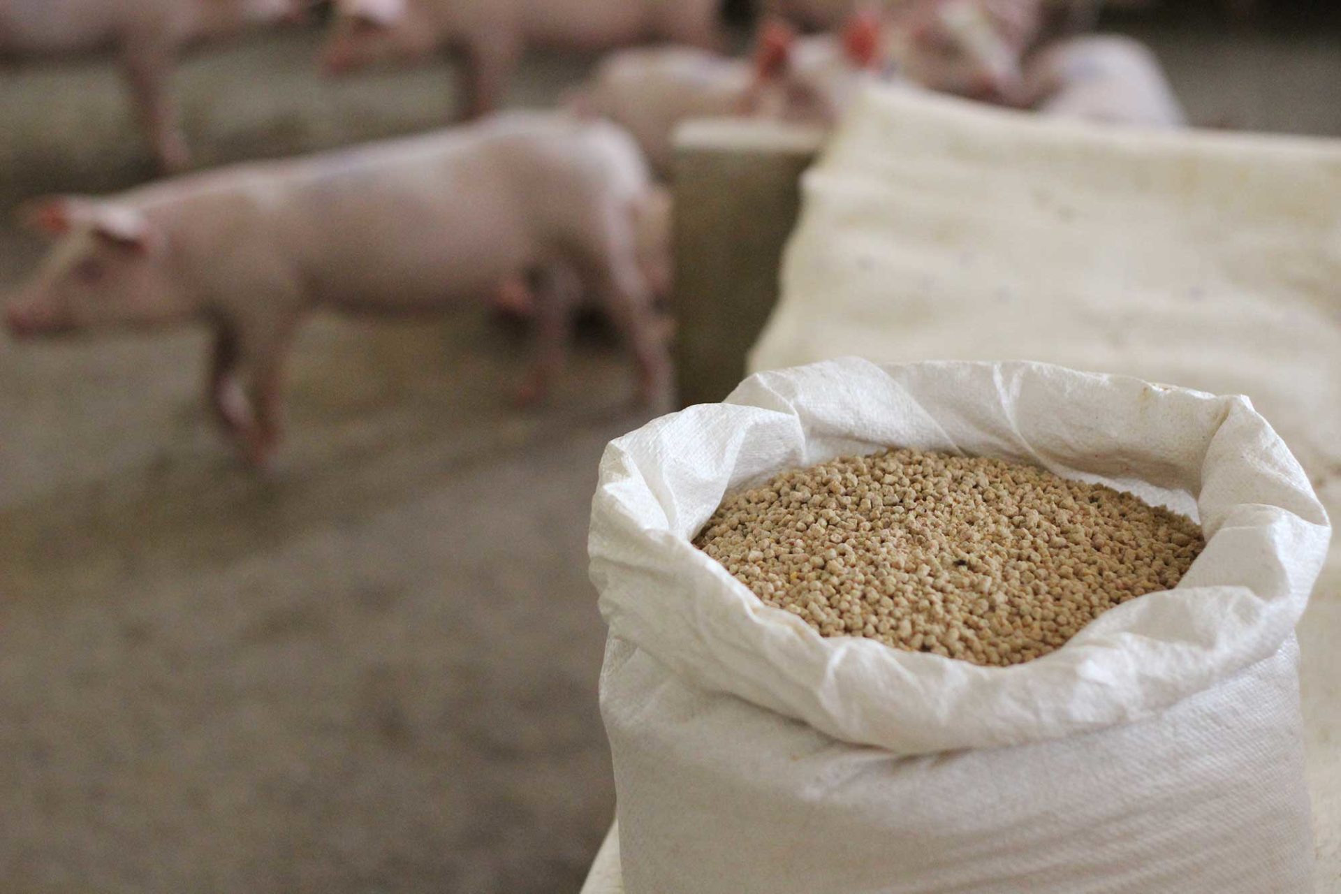 Veevoer pellets voor de varkens