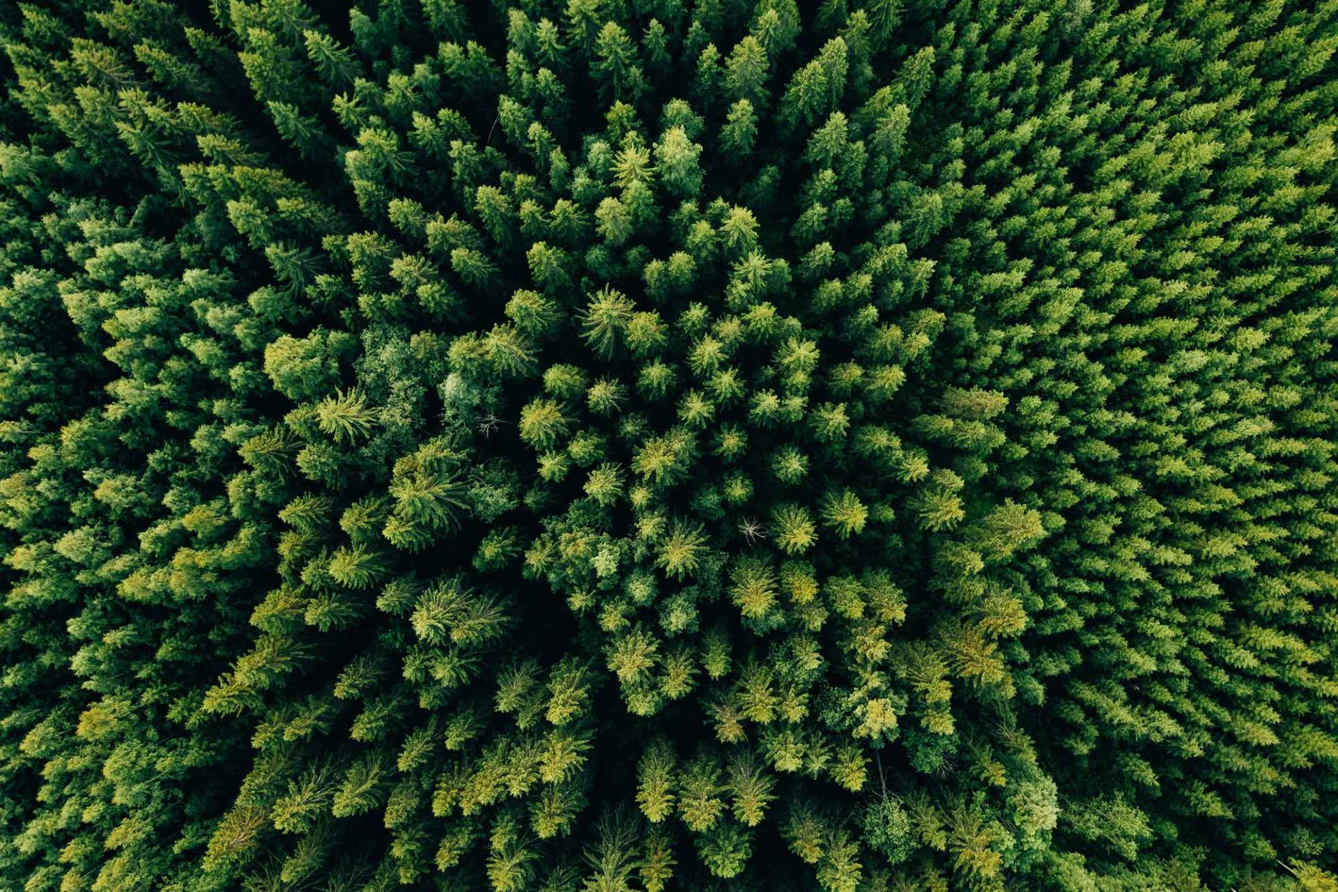 Bos van boven in Finland