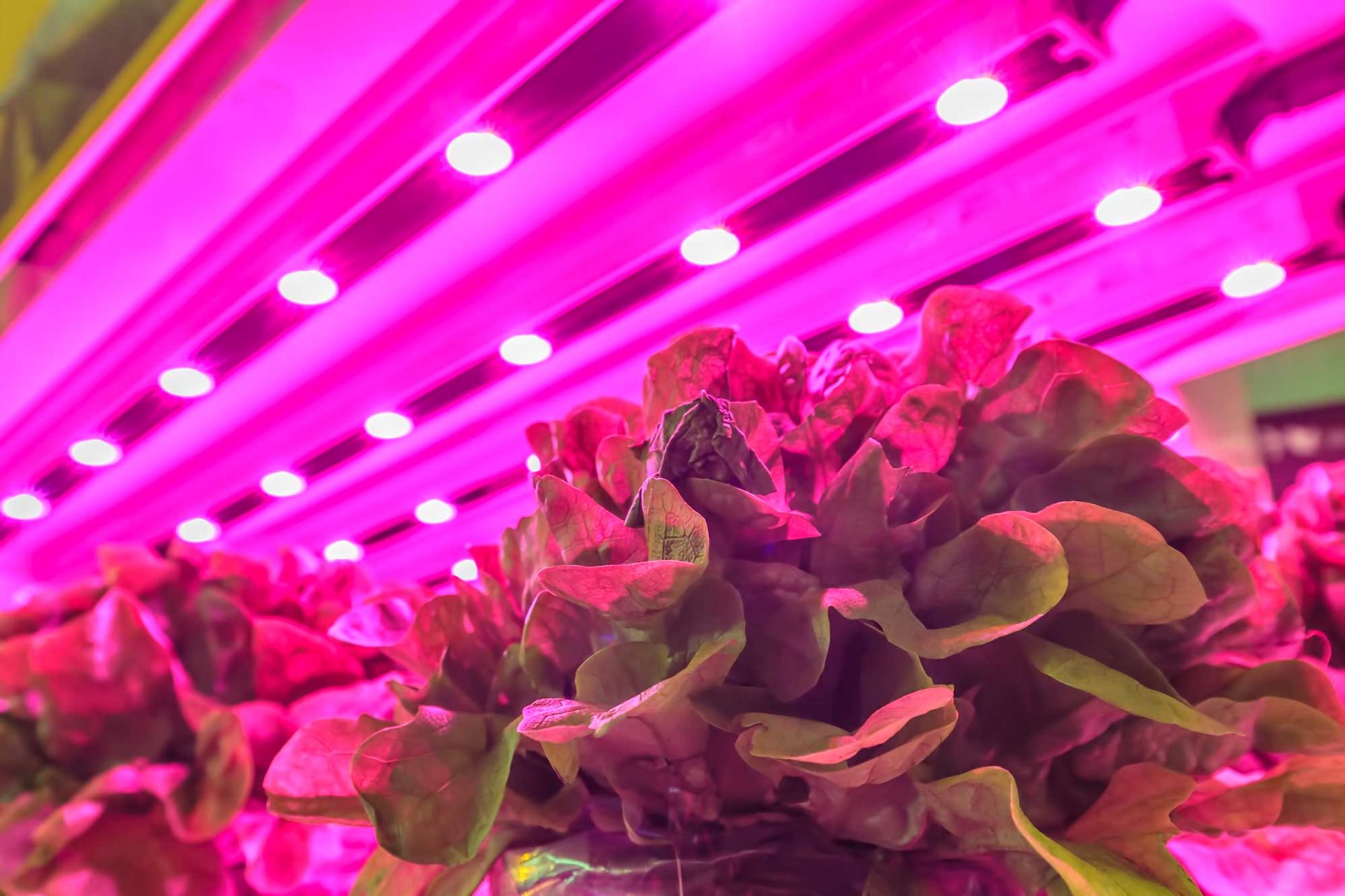 Sla kweken bij LED licht