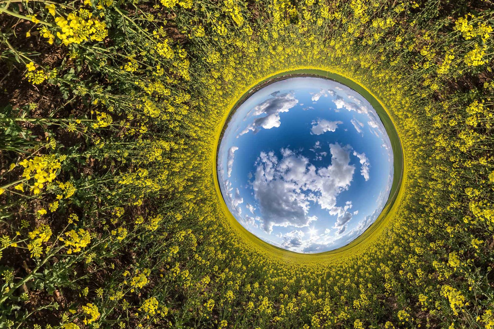 Inverted little planet of rapeseed field