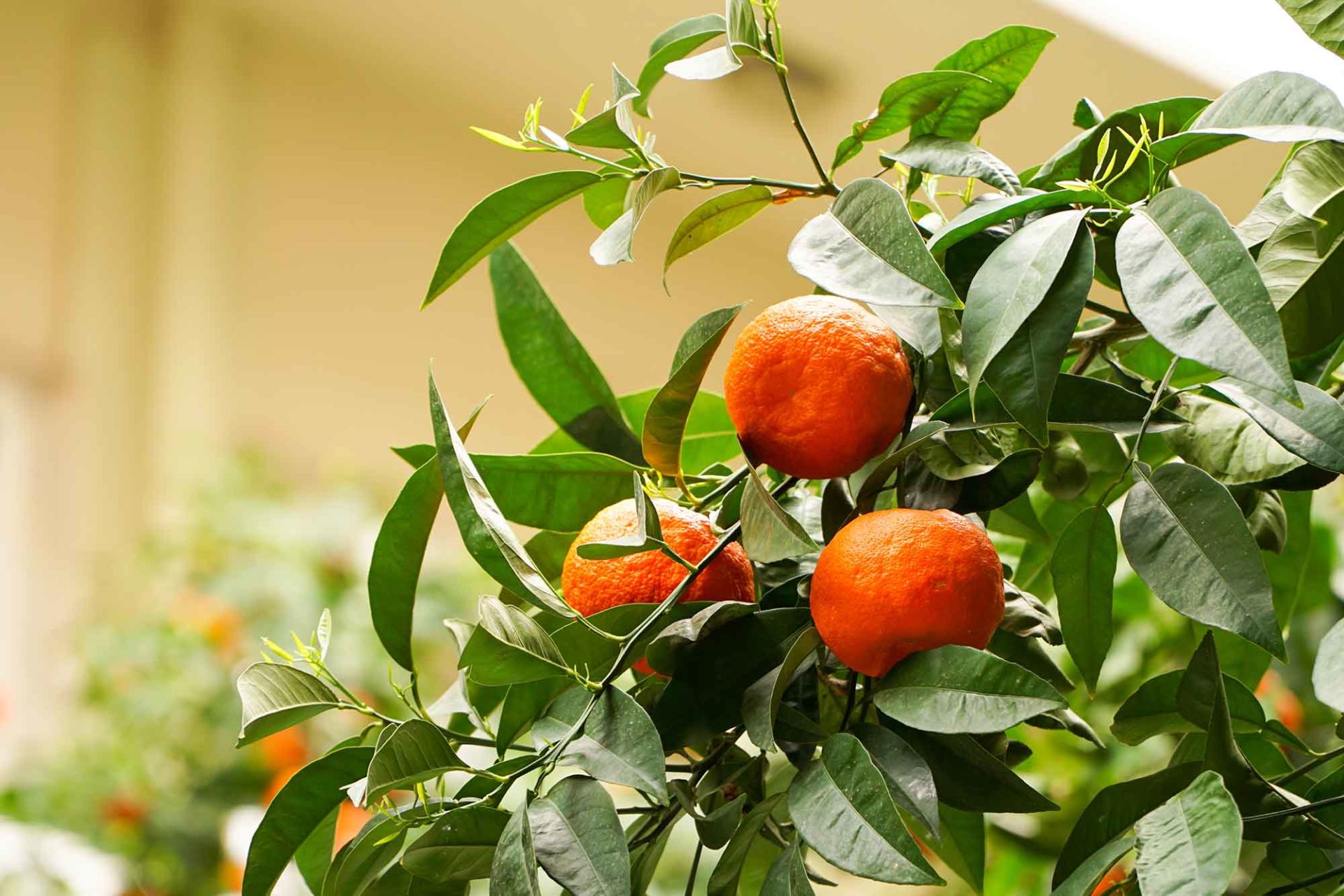 Bittere sinaasappels in Athene