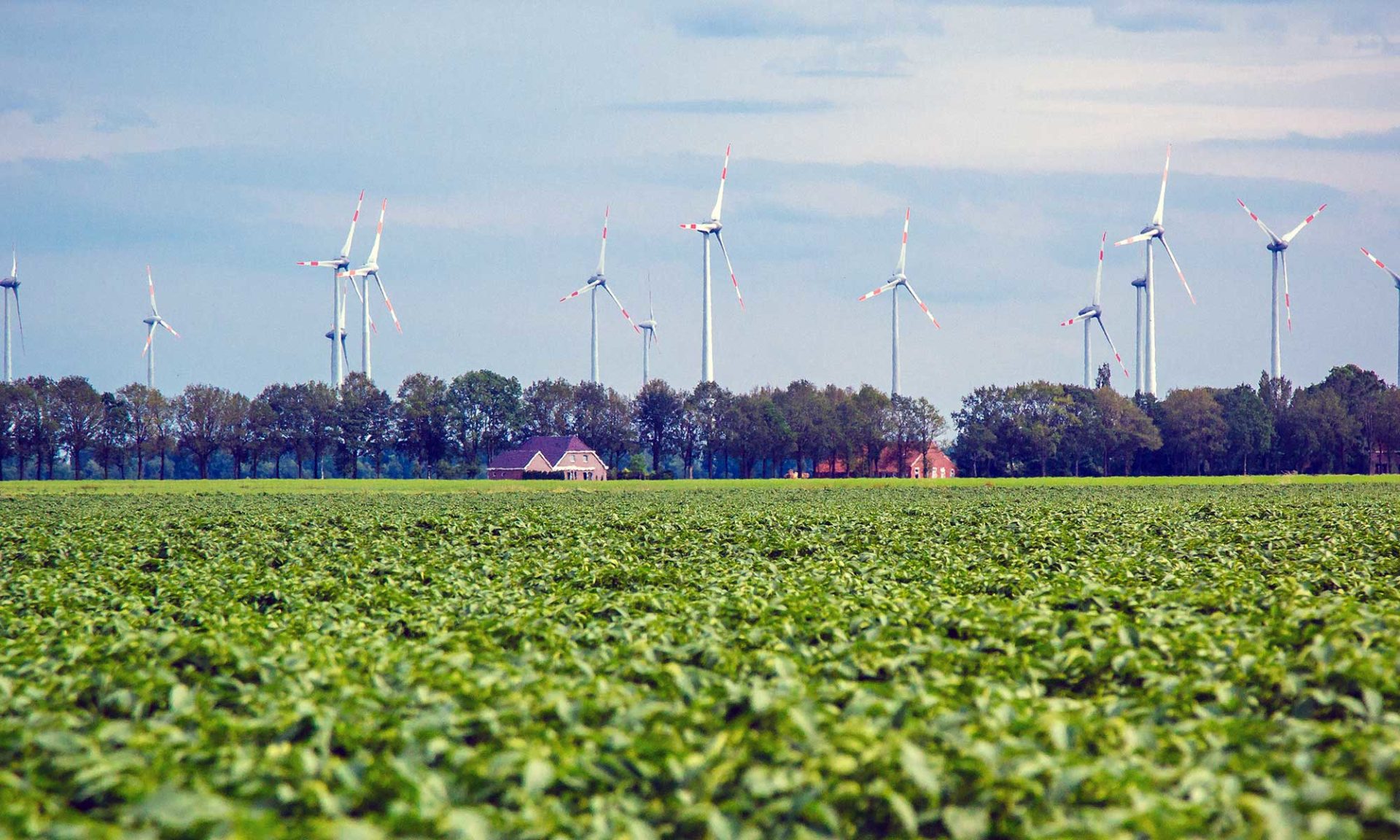 Aardappelveld in Groningen met windmolens op de achtergrond