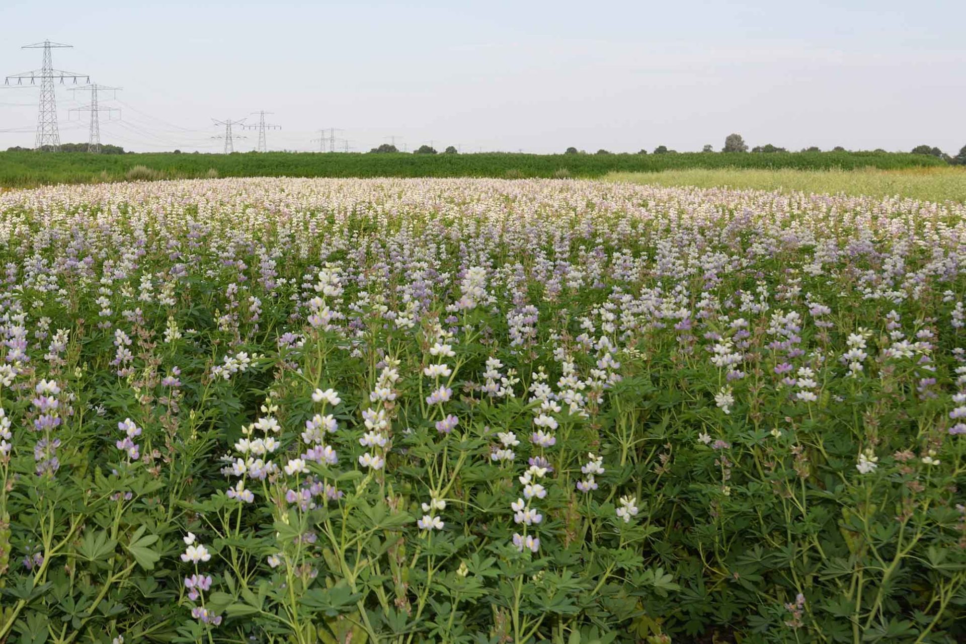 COTOPAXI - Andes Lupine teelt in Nederland