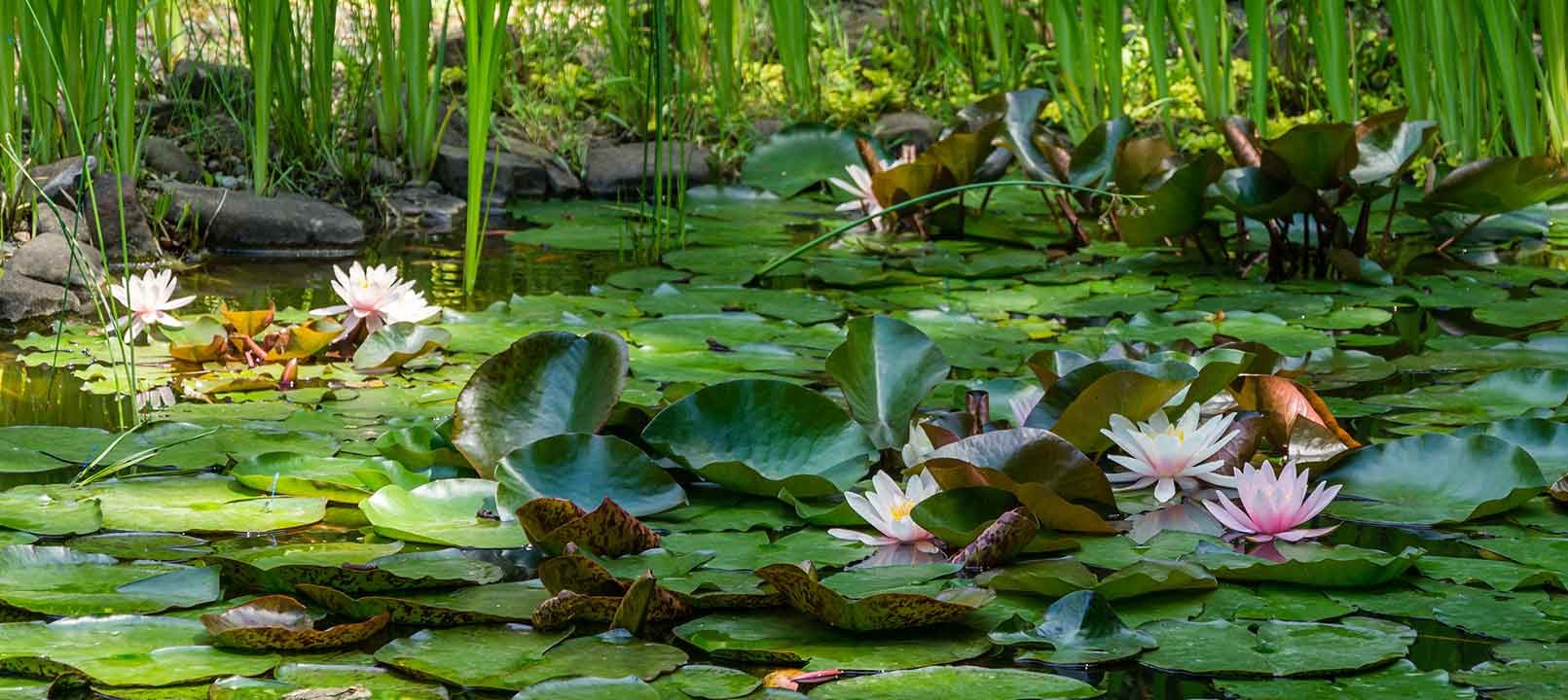 Waterplanten in een vijver