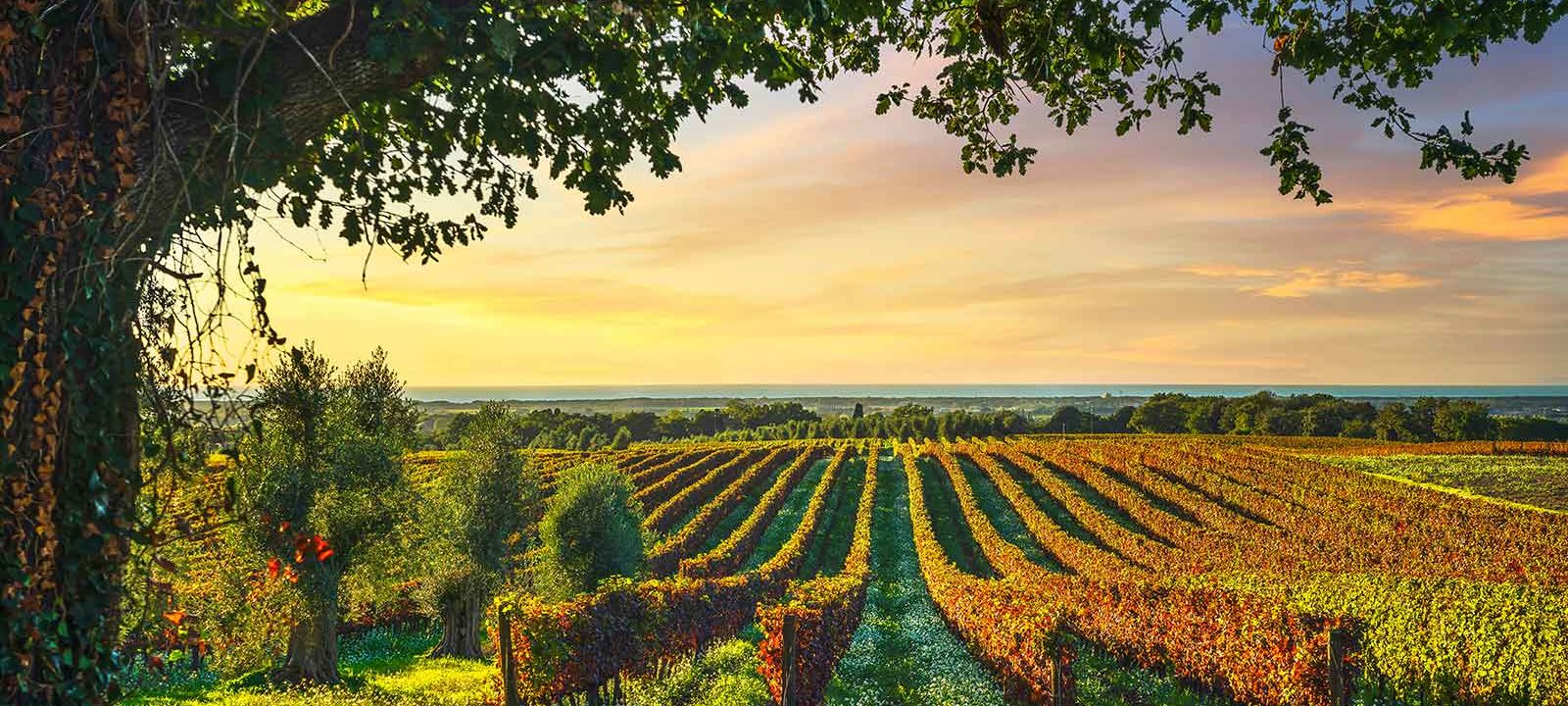 Wijngaard in Italië