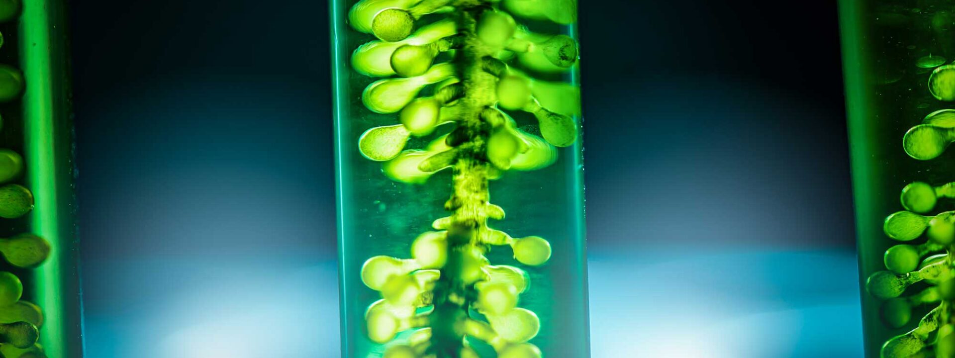 Biobased chemie - algen