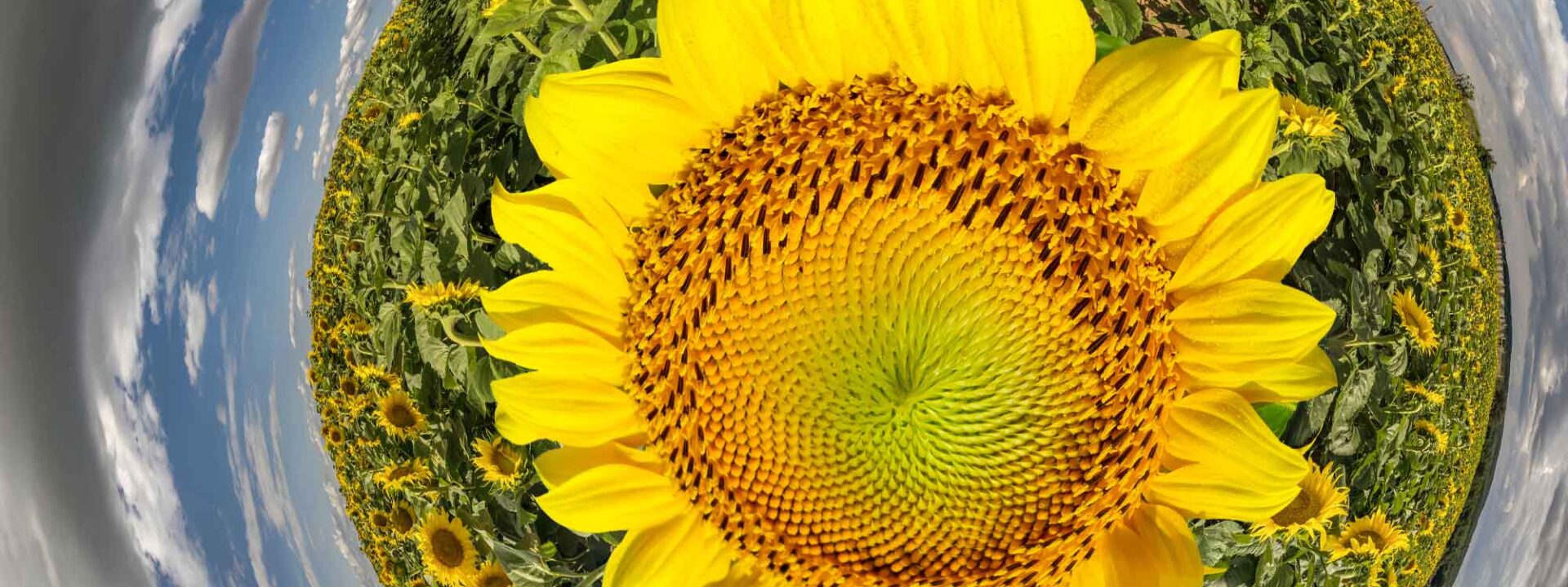 Zonnebloem tiny planet