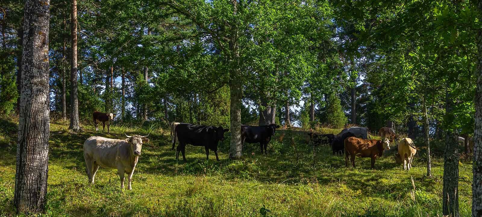 Agroforestry in Zweden