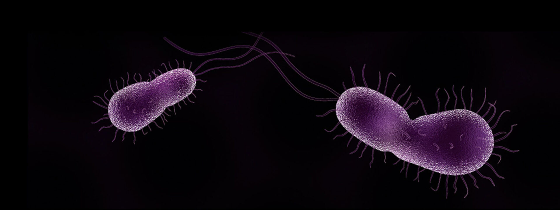 Paarse fototrofe bacteriën