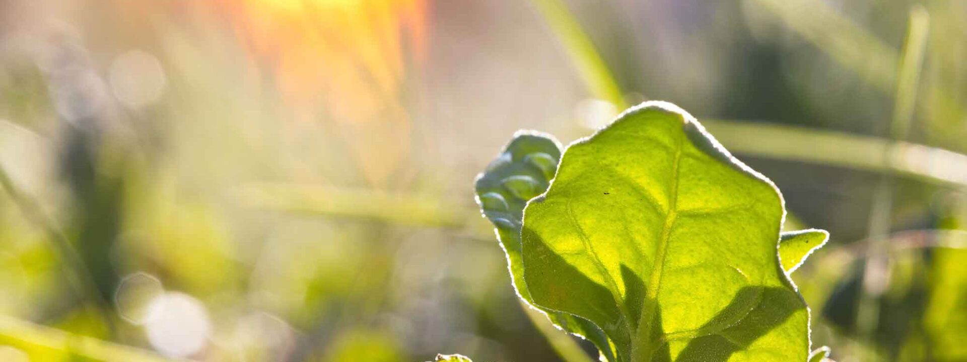 Plantje in tegenlicht