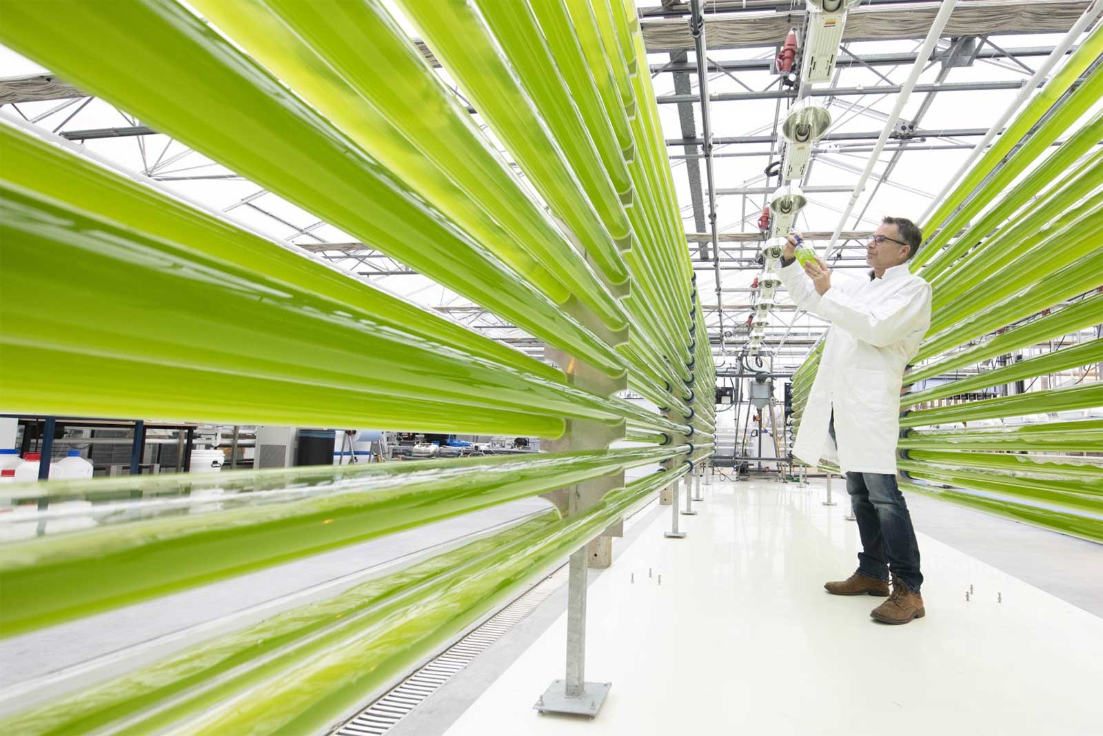 AlgaePARC Wageningen