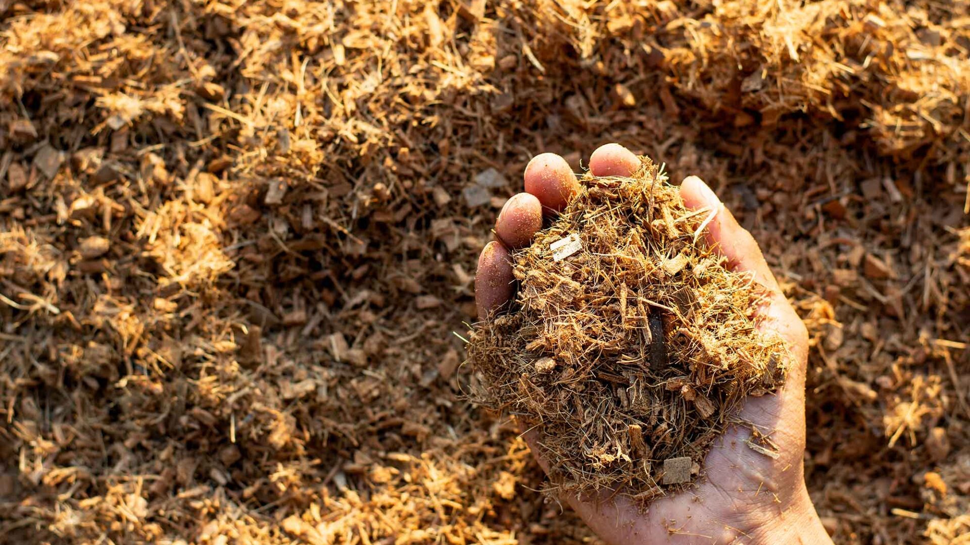 Hand met kokosnootvezels